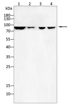 DPP4 Antibody