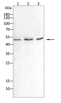 CCNE1 Antibody