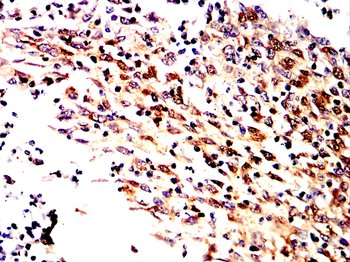 BCL2L1 Antibody