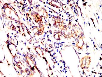 BCL2L1 Antibody