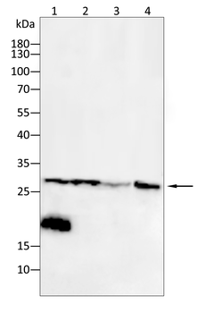 BCL2L1 Antibody