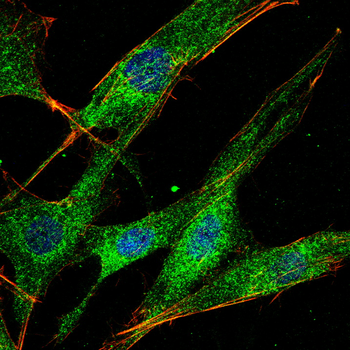 CD27 Antibody
