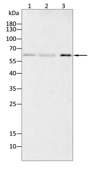 CD27 Antibody