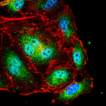 SCGB1A1 Antibody