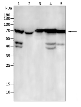 CD36 Antibody
