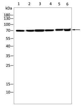 CD36 Antibody