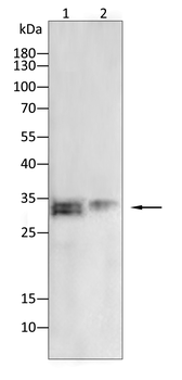 CDX2 Antibody