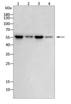 AKT2 Antibody