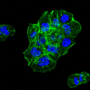 ACTB Antibody
