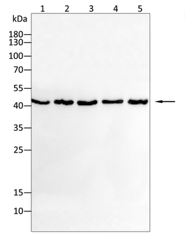 ACTB Antibody