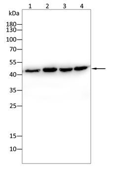 ACTB Antibody