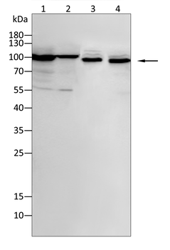 BRAF Antibody