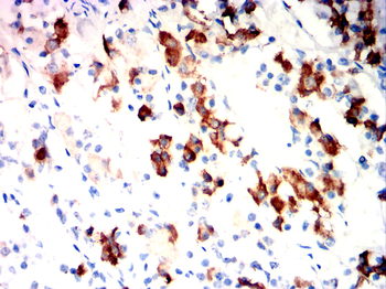 DDX4 Antibody