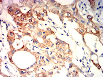DDX4 Antibody