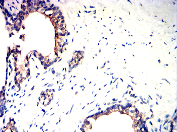 DDX4 Antibody