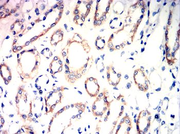 DDX4 Antibody