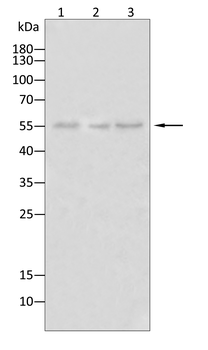 DDX4 Antibody