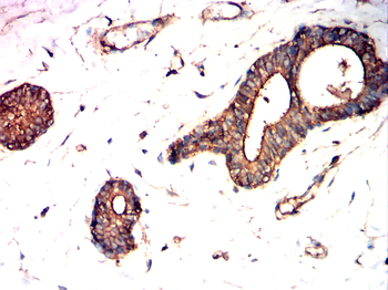 GSK3B Antibody