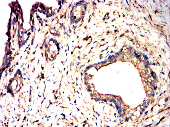 GSK3B Antibody