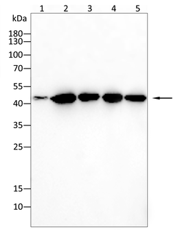 GSK3B Antibody