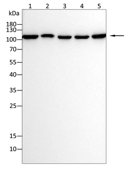 KDM1A Antibody