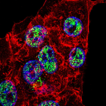 KDM1A Antibody