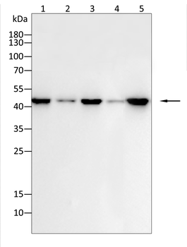 MAP2K2 Antibody