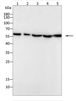 PAK2 Antibody