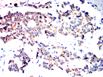 PHB Antibody