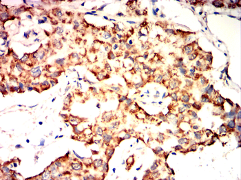 PHB Antibody