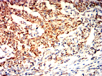 PHB Antibody