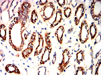 PHB Antibody