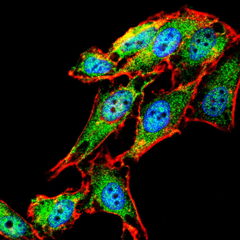 HSPA8 Antibody