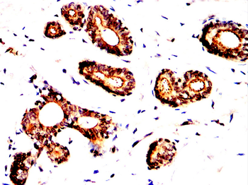 HSPA8 Antibody