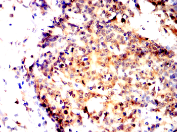 HSPA8 Antibody