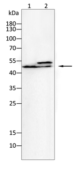 CDK6 Antibody