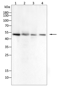 AGER Antibody