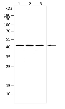 AGER Antibody