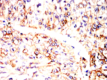 CD3G Antibody