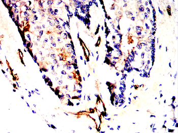 CD3G Antibody