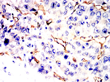 CD3G Antibody