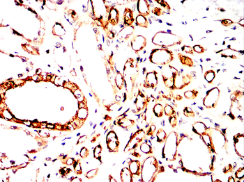 CD3G Antibody