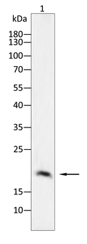 CD3G Antibody