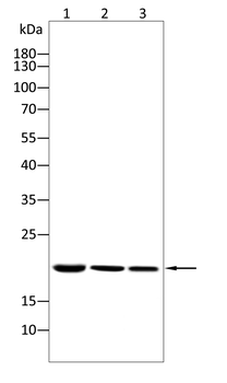 CD3G Antibody