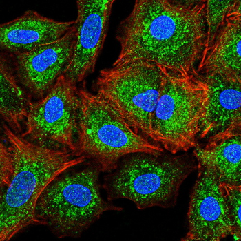 ETS1 Antibody
