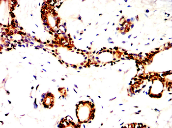 ETS1 Antibody