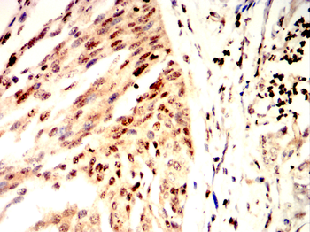 ETS1 Antibody