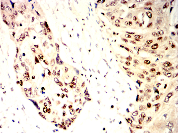 ETS1 Antibody