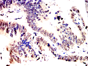 ETS1 Antibody