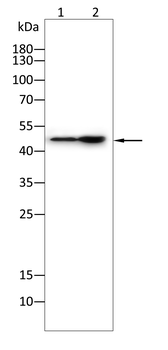 ETS1 Antibody